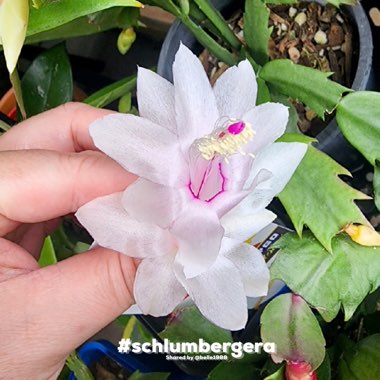 Schlumbergera truncata