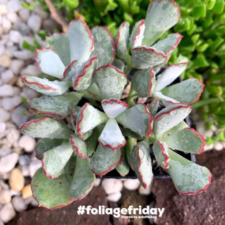 Plant image Cotyledon Papillaris