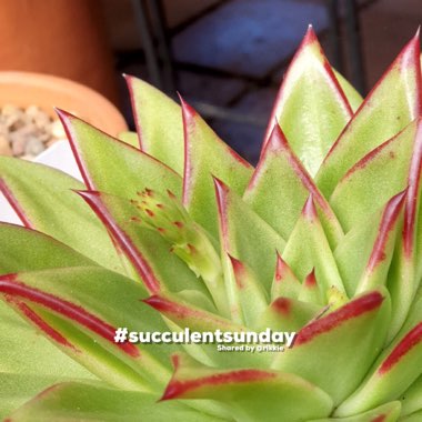 Echeveria Agavoides 'Lipstick'