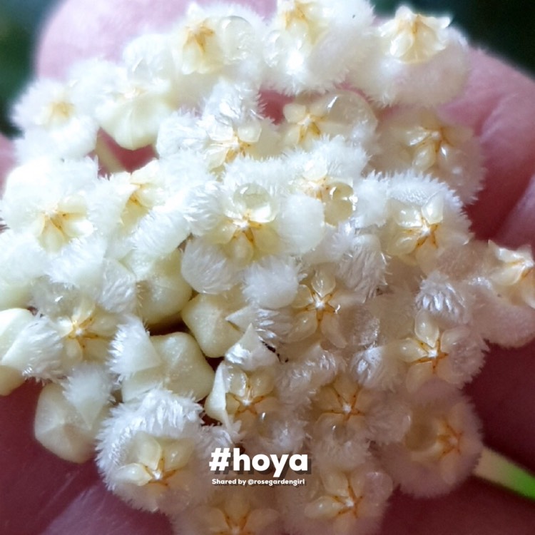 plant image 1600400