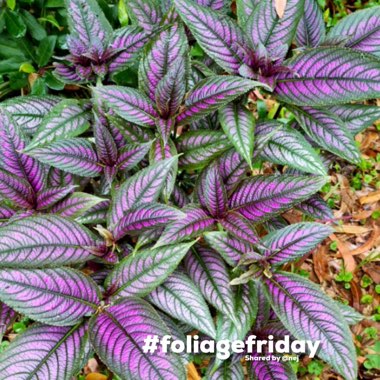Strobilanthes dyeriana 'Persian Shield'