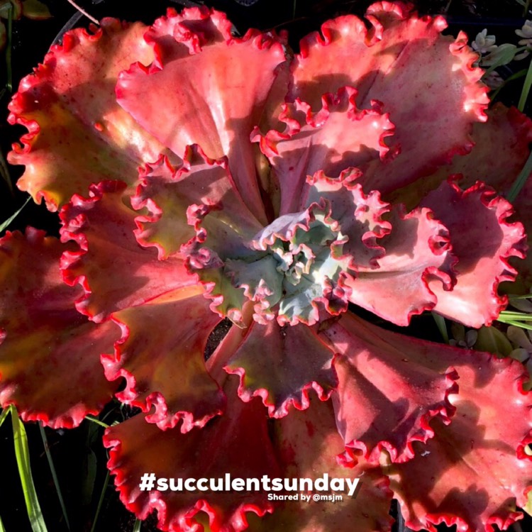 Plant image Echeveria Red Sails