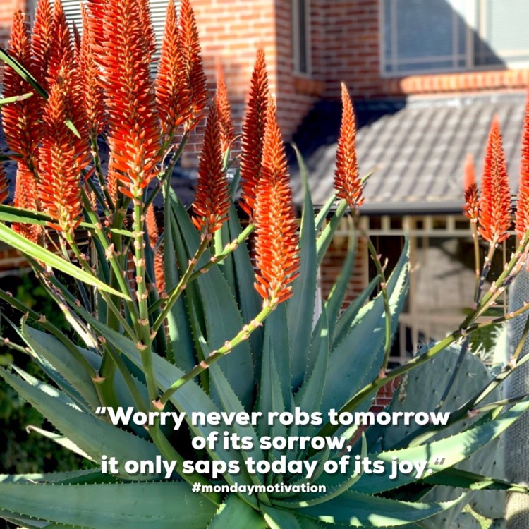 plant image 1604013