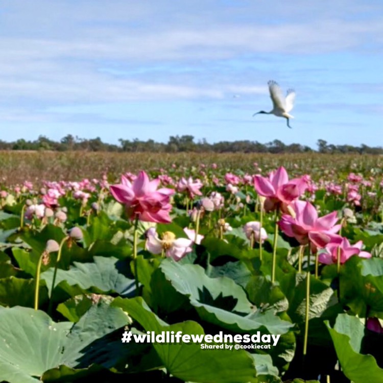 Plant image Nelumbo nucifera
