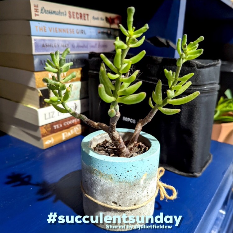 Plant image Crassula ovata 'Gollum'