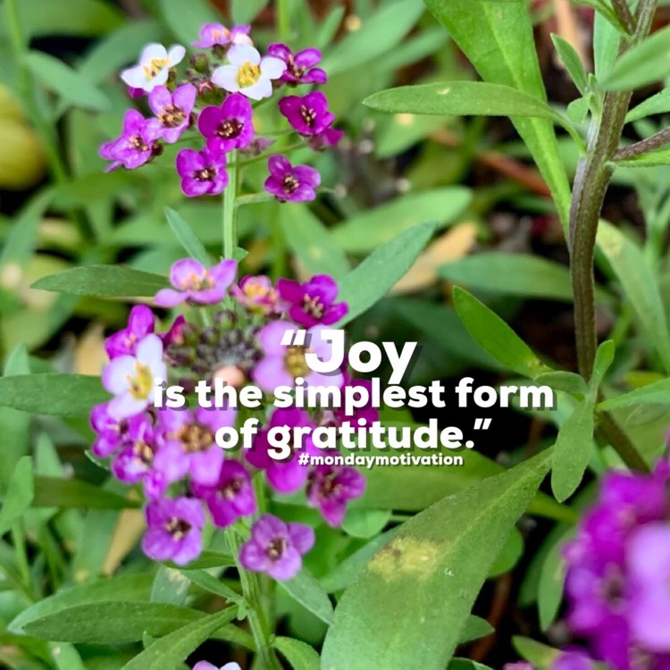 plant image 1606439