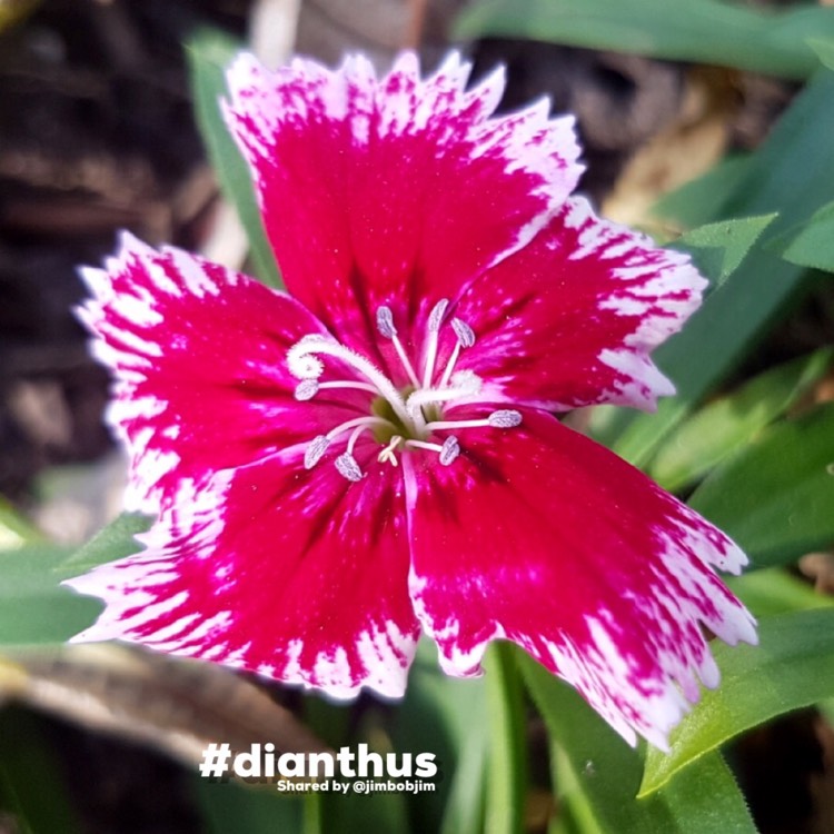 plant image 1606811