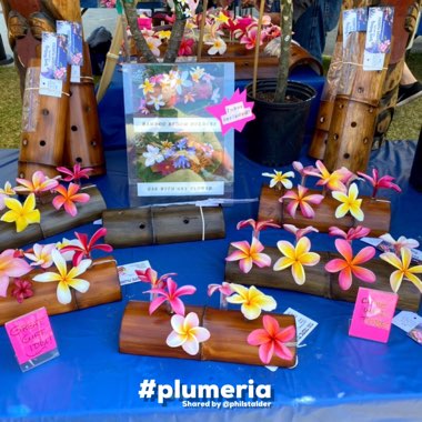 Plumeria