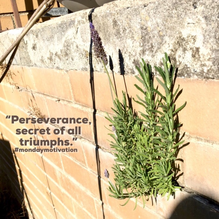 plant image 1615164 plant image 1615164