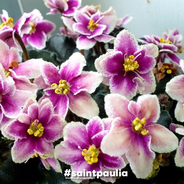 plant image 1618404