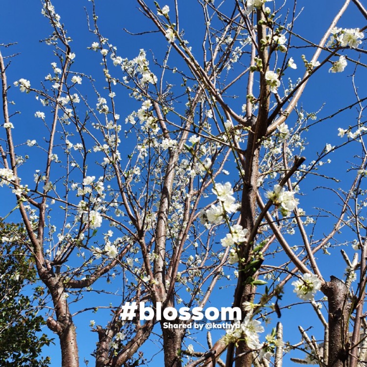 plant image 1621925