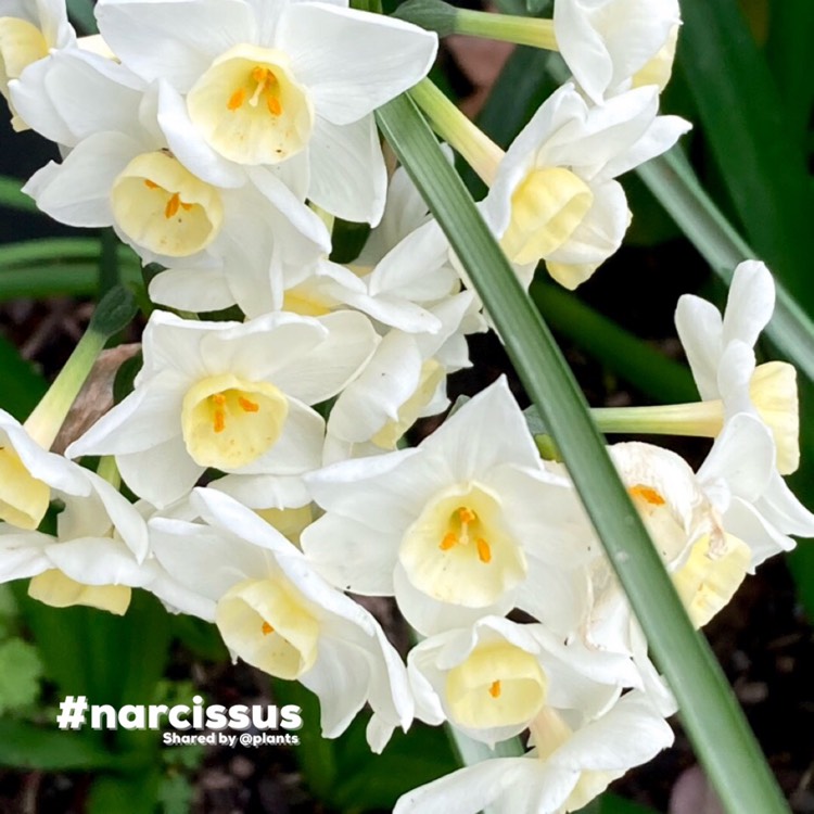 plant image 1625395 plant image 1625395