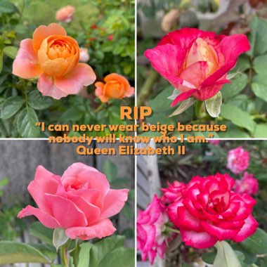 Rosa 'Queen Elizabeth'