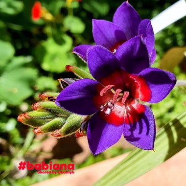 Babiana villosa