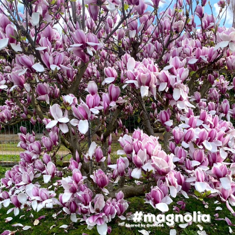 Plant image Magnolia x soulangeana 'Alexandrina'