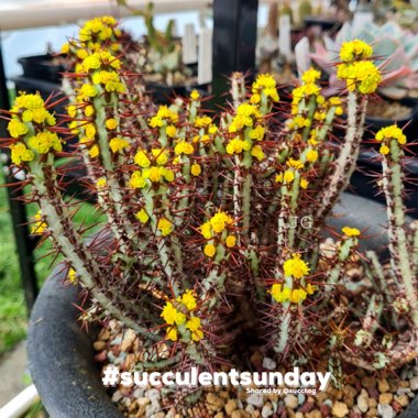 Euphorbia aeruginosa 'Schweick'