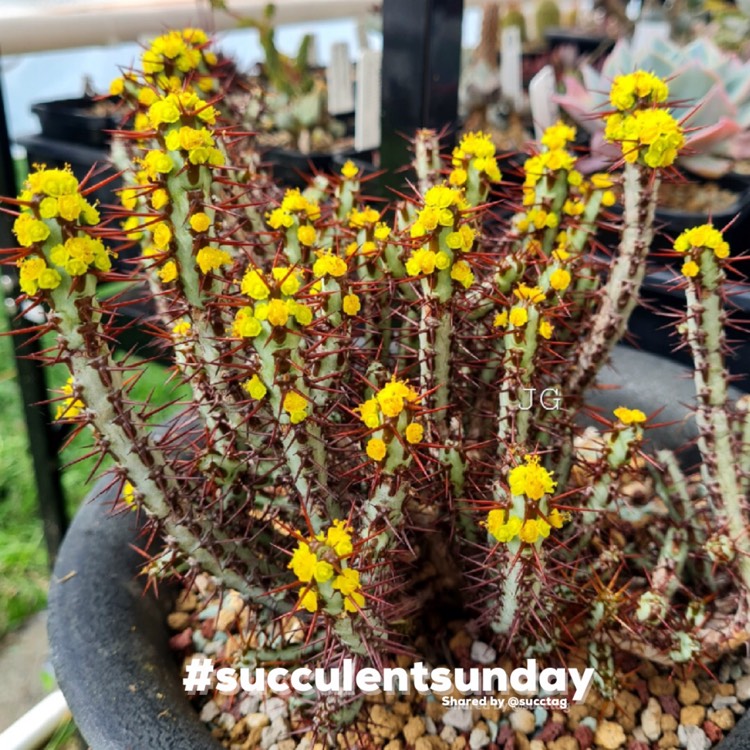 Plant image Euphorbia aeruginosa 'Schweick'