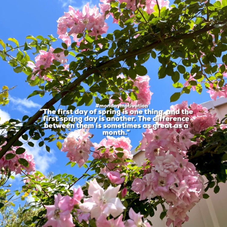 plant image 1628892 plant image 1628892