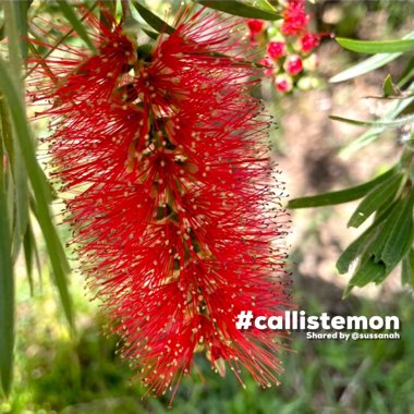 Callistemon