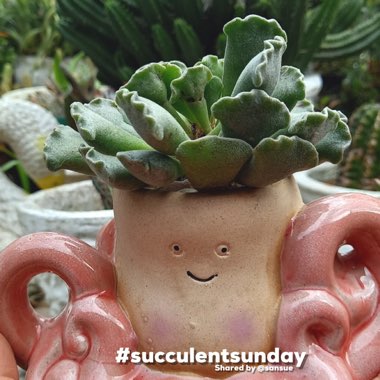 Adromischus cristatus