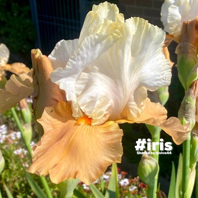 plant image 1633623 plant image 1633623