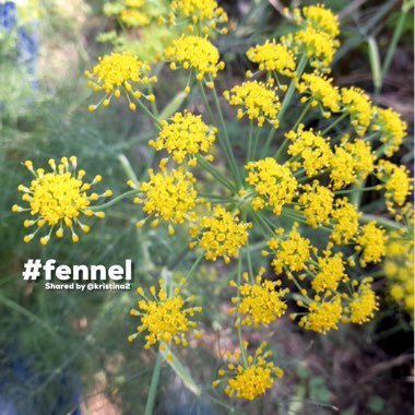 Foeniculum vulgare