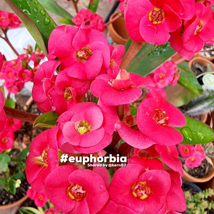 Plant image Euphorbia milii 'Lipstick'