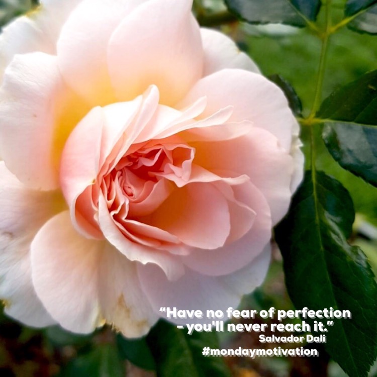 plant image 1638918 plant image 1638918