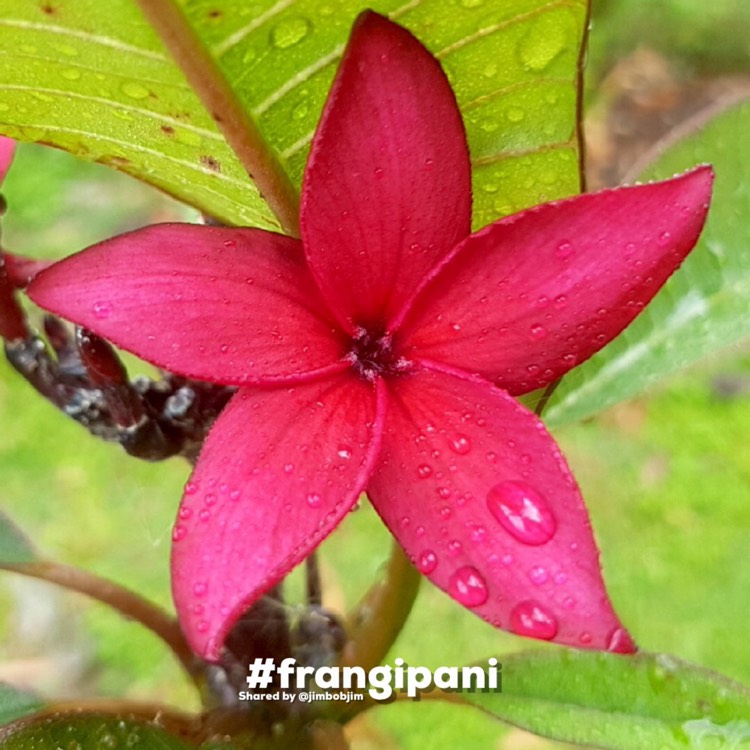 plant image 1638983 plant image 1638983