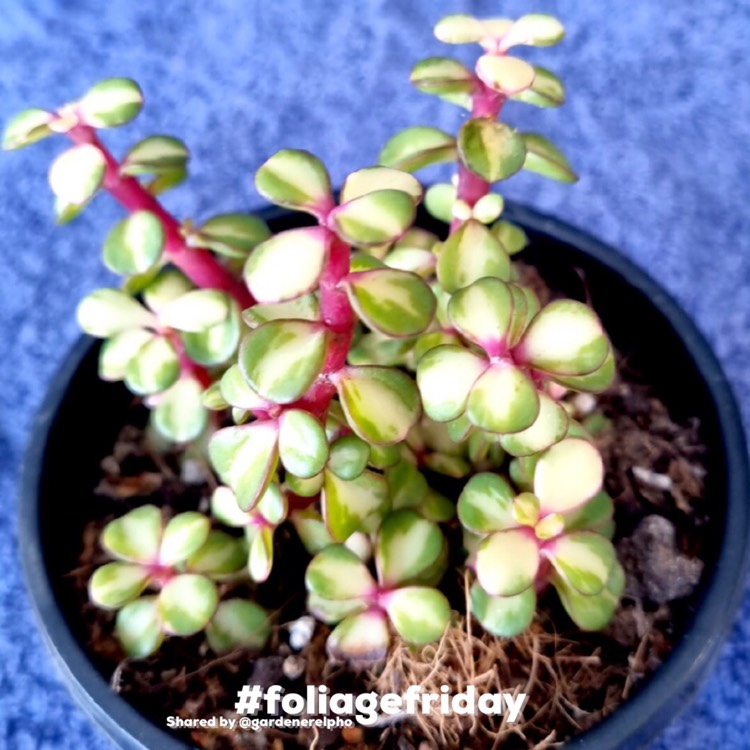 Plant image Portulacaria Afra 'Medio-picta'