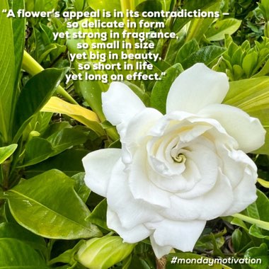 Gardenia
