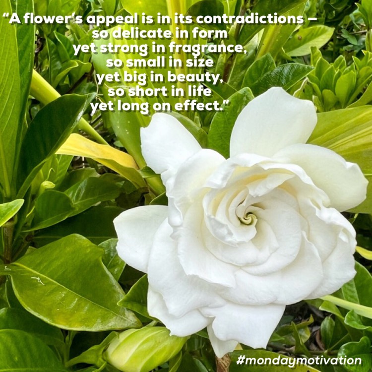 plant image 1641160