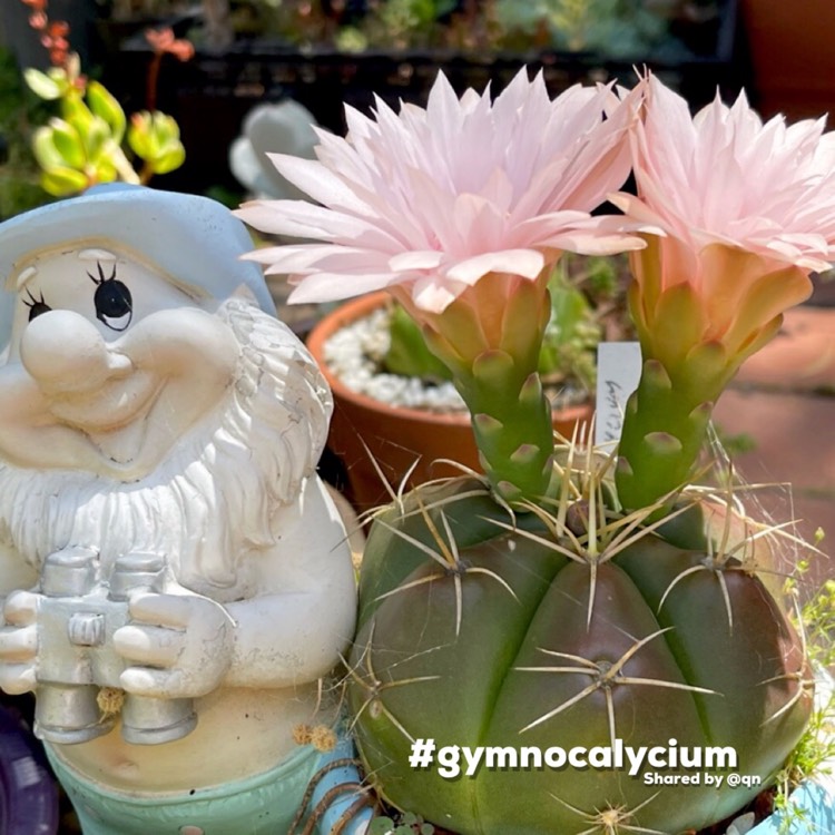 Plant image Gymnocalycium horstii