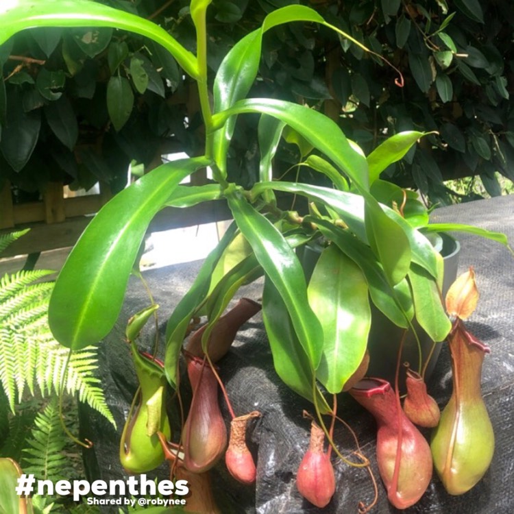 plant image 1645975
