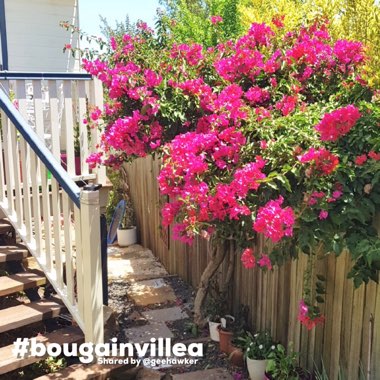 Bougainvillea