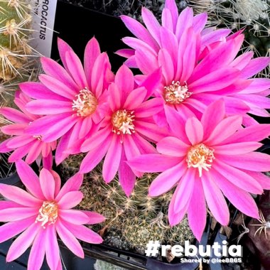 Rebutia Pink Sensation