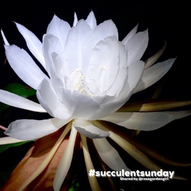 Epiphyllum oxypetalum
