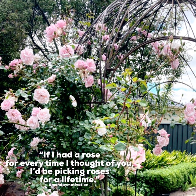 plant image 1649259 plant image 1649259