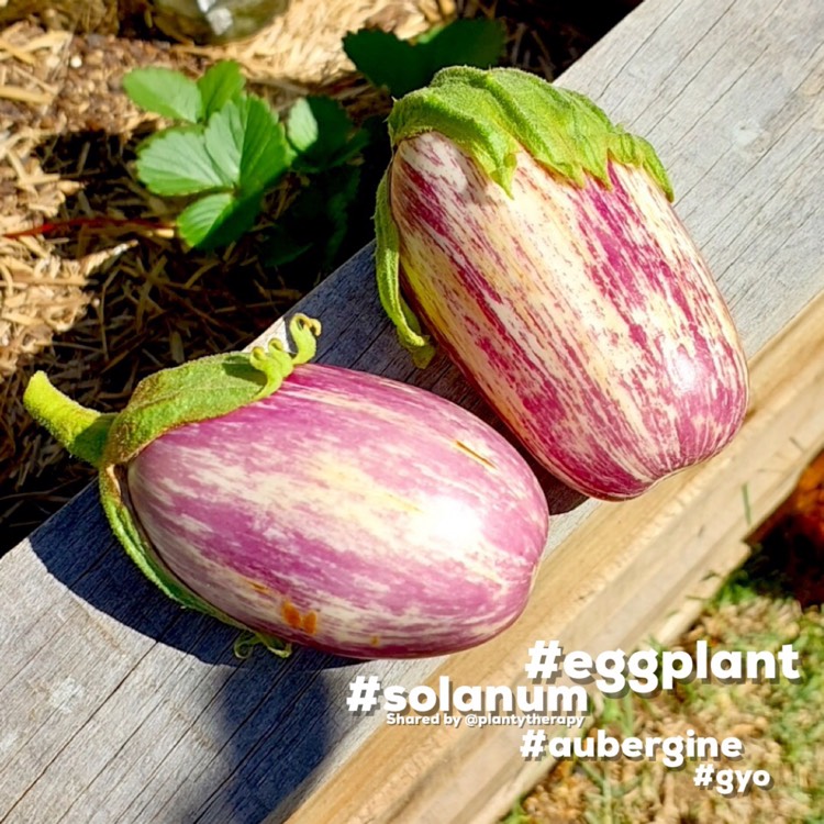 plant image 1651698