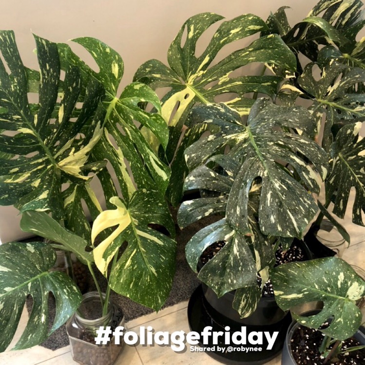 Plant image Monstera deliciosa 'Thai Constellation'