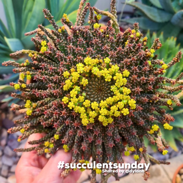 plant image 1652209