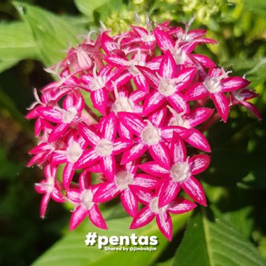 Pentas