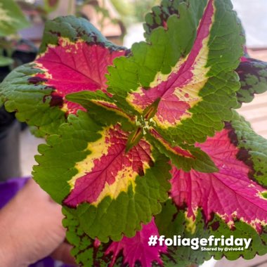 Coleus