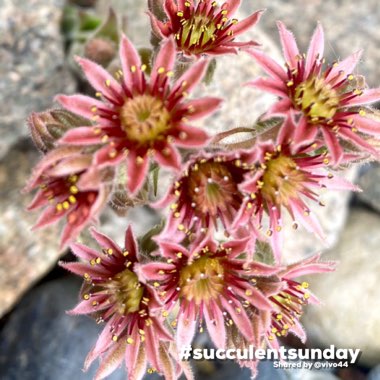 Sempervivum 'Tectorum'