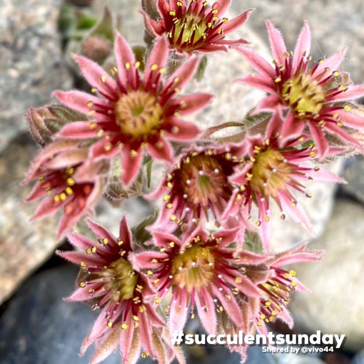 Plant image Sempervivum Tectorum