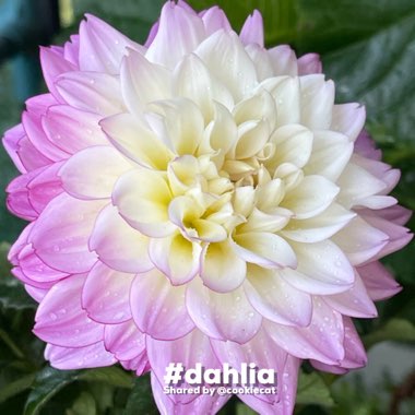 Dahlia (Border Varieties)