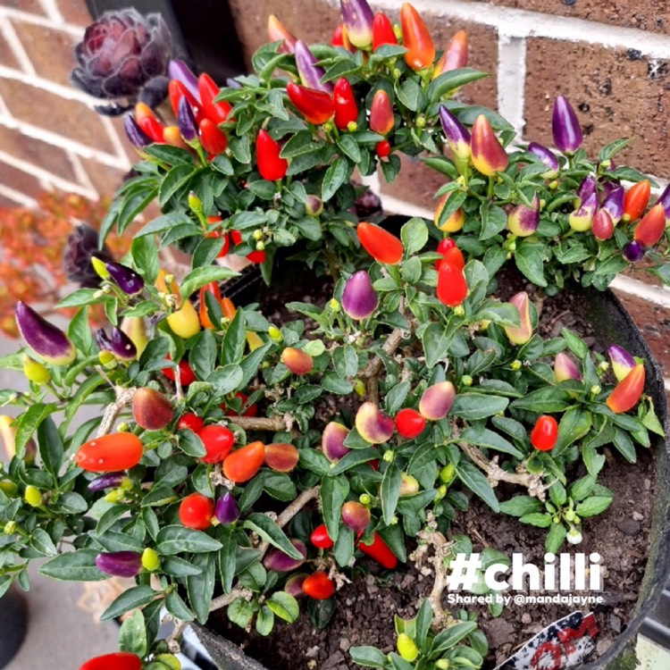 plant image 1656538