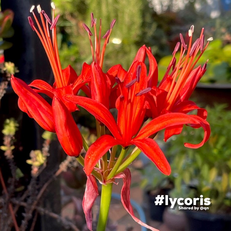 Plant image Lycoris radiata