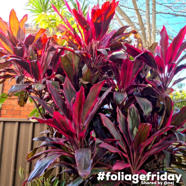 Plant image Cordyline fruticosa