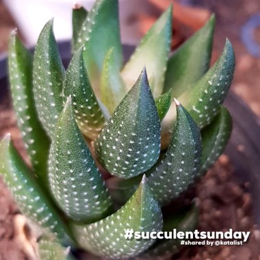 Haworthiopsis coarctata var. adelaidensis syn. Haworthia coarctata var. adelaidensis